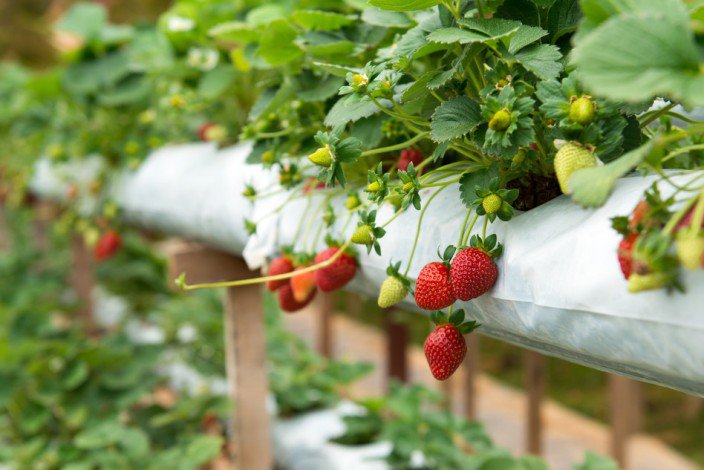 The-Tricks-To-Plant-The-Strawberries-Well-At-Your-House’s-Balcony